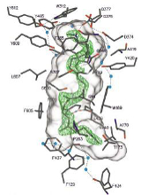 upload_A2_oxidosqualene.jpg